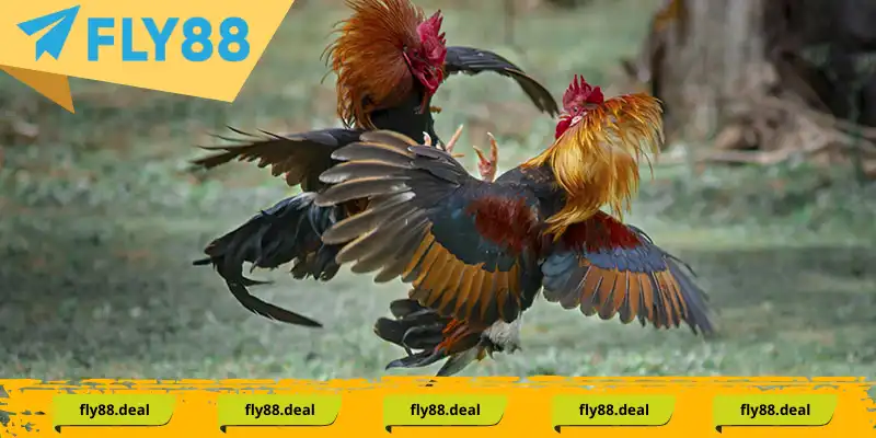 Những hình thức Đá Gà hấp dẫn Thomo vô cùng thông dụng với các dân cược Những hình thức Đá Gà hấp dẫn Thomo vô cùng thông dụng với các dân cược