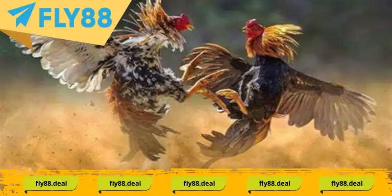 Đôi nét về khái niệm đá gà mã thương là gì Đôi nét về khái niệm đá gà mã thương là gì